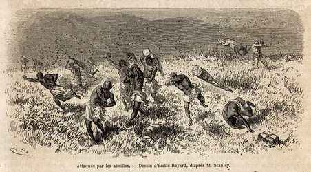 La carovana dei portatori della spedizione di Henry Morton Stanley (1841-1904) sulla strada di Misonghi (Africa orientale) attaccata da uno sciame di api. Incisione per illustrare il viaggio alla ricerca di Livingstone, in Africa centrale, di Henry Stanley
