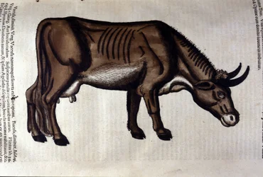 La mucca dopo l