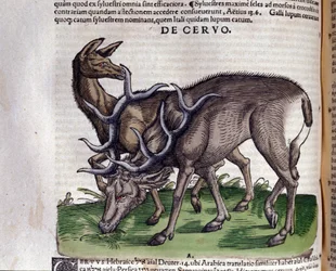 Il cervo dopo Historiae animalium di Konrad Gesner, Tiguri