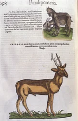Il cervo in Historia Animalium di Conrad Gesner (1516 - 1565), Tiguri