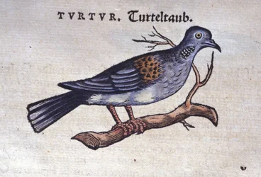 La colomba - da Historiae animalium di Konrad Gesner, Tiguri