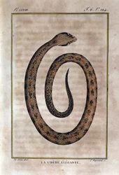 La vipera elegante. Tavola tratta da una storia naturale delle "Opere di Buffon" del naturalista Georges Louis Leclerc, Conte di Buffon (1707 - 1788). XIX secolo