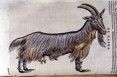La capra dopo Historiae animalium di Konrad Gesner, Tiguri
