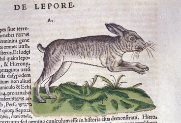 La lepre dalla Historia Animalium di Conrad Gessner, Tiguri 1560. Biblioteca nazionale Braidense. Milano