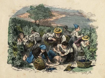 La raccolta. Illustrazione del XIX secolo. Collezione Bianchetti