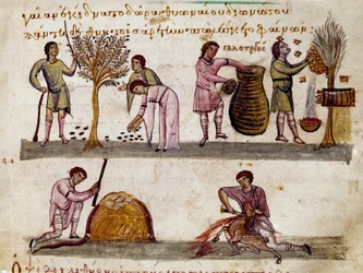 La raccolta delle olive, la produzione del miele e la macellazione degli agnelli. Miniatura da 