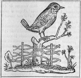 Il re. (Dopo Pierre Belon)