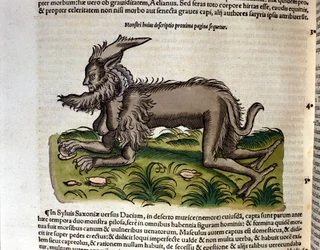 La manticora dalla Historia Animalium di Conrad Gesner, Tiguri 1560. Biblioteca Nazionale Braidense, Milano