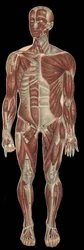 I muscoli della testa, del tronco e delle estremità nella parte anteriore del corpo. In "La nuova medicina naturale" di F.E. Bilz, 1898