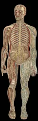 Il sistema nervoso. Tavola in "La nuova medicina naturale" di F.E. Bilz. 1898