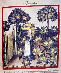 La raccolta degli spinaci. Miniatura dal manuale di medicina e dietetica «Tacuinum sanitatis»