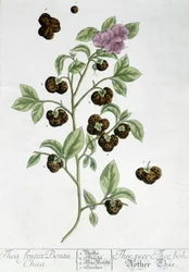 La pianta del tè Frutex Bontii - tavola botanica