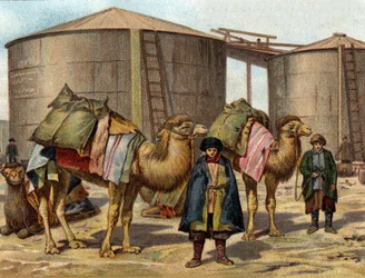 Il trasporto di olio su cammelli nel Caucaso