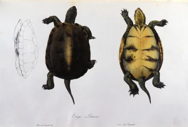 La tartaruga della Malaria Emys Lutaria dopo “Fauna Italica” di Bonaparte. Milano