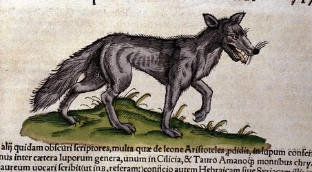 Il lupo dalla Historia Animalium di Conrad Gesner, Tiguri 1560. Biblioteca Nazionale Braidense, Milano