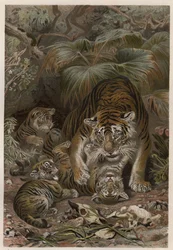 Tigre (Panthera tigris) con cuccioli - incisione da 