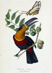 Tucano Ariel su un muscadier e farfalla Protesilas - in "Le jardin des plantes: descrizione storica e pittoresca completa del museo di storia naturale" di Lamaout, Parigi 1843