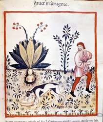 Trattato di medicina «Tacuinum sanitatis», XIV secolo. Raccolta della mandragora. Biblioteca Nazionale Braidense, Milano