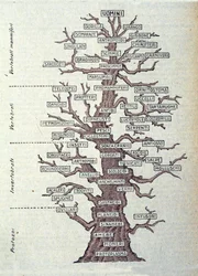 Albero dell’evoluzione o tavola illustrata che rappresenta la classificazione del regno animale.