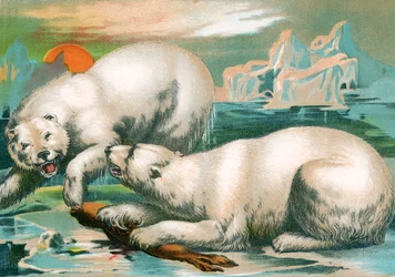 Due orsi polari che combattono per una foca