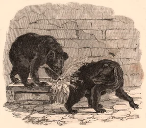 Due orsi giocano in un abbeveratoio nella fossa degli orsi del Museo di storia naturale
