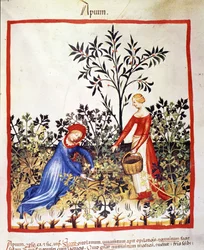 Due donne raccolgono prezzemolo. Miniatura dal trattato di medicina e dietetica "Tacuinum sanitatis"
