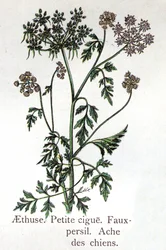 Piante botaniche velenose: Aethusa, falsa prezzemolo e cicuta. Incisione in "La medicazione naturale" di Friedrich Eduard Bilz (1842-1922)