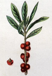 Piante botaniche velenose: Daphne Mezereum. Incisione in "La medicazione naturale" di Friedrich Eduard Bilz (1842-1922).
