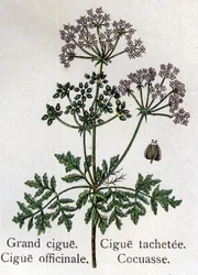 Piante botaniche velenose: grande, officinale, macchia e cocuasse. Incisione in "La medication naturelle", di Friedrich Eduard Bilz (1842-1922)