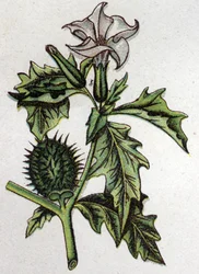 Piante botaniche velenose: stramonio di mela spinosa. Incisione in 