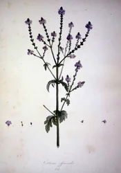 Verbena officinalis (Verbena officinale). Erbario del XIX secolo