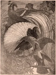 Veduta di un gruppo di cinque uccelli tropicali chiamati uccelli del paradiso, che vivono in Nuova Guinea