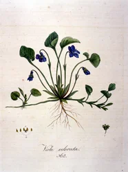 Viola. Incisione del XIX secolo
