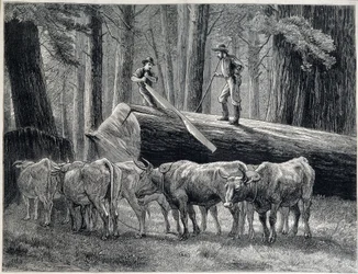 Boscaioli in una foresta di sequoie in California - incisione