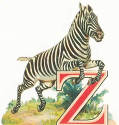 Z: Zebra