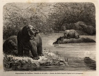 Ippopotamo dello Zambesi: femmina e il suo piccolo che si rinfrescano nel fiume. Incisione per illustrare i primi viaggi del Dr. Livingstone nell
