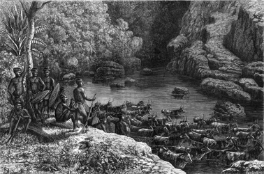 Zululand in Africa: poiché la foresta non offre le risorse necessarie, la tribù Zulu è obbligata a scendere nelle pianure dove coltivano e allevano bestiame. Incisione in "La Nature"