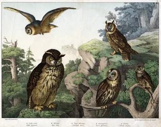 a: Gufo dorato (Bubo ignavus), b: Hulotte (cat-huant) (Asio shell), c: Gufo selvatico (Syrnium aluco), d: Gufo (Strix flammea), e: Gufo (Athene noctua) - in "Storia naturale degli uccelli", ed. Hoepli, Milano