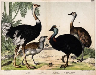 a: Grande otarda (Otis tarda), b: Casuario (Casarius galeatus), c: Struzzo africano (Struthio camelus), d: Nandon (Rhea Americana) - In 