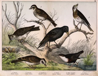 a: Allodola del nord (Alauda arvensis), b: Allodola lulu (Lullula arborea), c: Cappellaccia (Galerita cristata), d: Storno sansonetto (Sturnus vulgaris), e: Merlo acquaiolo (Cinclus aquaticus), f: Tordo (Turdus musicus) - in "Storia naturale degli uccelli"