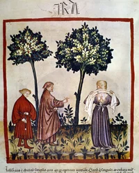 Rabbia o persona adirata che stringe un tessuto tra i denti. Miniatura del XIV secolo dal «Tacuinum Sanitatis», Vienna, Biblioteca nazionale.