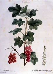 Un uva spina: tavola botanica del XIX secolo