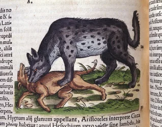 Una iena che attacca un cane da Historiae animalium di Konrad Gesner, Tiguri