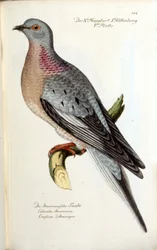 Una colomba migratrice, ora estinta. Carta zoologica dopo Fritsch