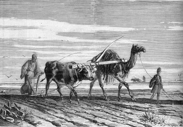 Agricoltura in Egitto: un aratro trainato da una mucca e un cammello. Incisione in "Le Monde Illustré" n.1316 del 17 giugno 1882