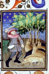 Rappresentazione allegorica di Novembre. Un uomo con un gruppo di maiali che mangiano ghiande. Miniatura di un manoscritto del XIV secolo.