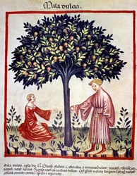 Raccolta di mele. Miniatura dal 