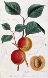 Albicocca - tavola botanica