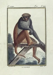 BUFON, Georges-Louis Leclerc, conte di (1707-1788). Macachi rhesus. Illustrazione della 