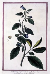 Belladonna, fiori e bacche. Pianta velenosa usata in medicina. Incisione da un erbario del XIX secolo